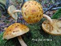Pholiota cerifera-amf1434